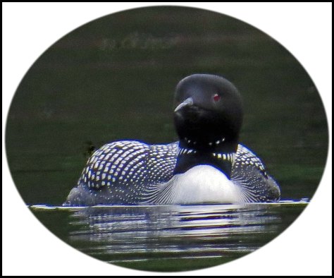 WallaceBightLoonJun2018-29