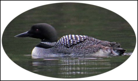 WallaceBightLoonJun2018-30