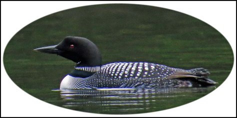 WallaceBightLoonJun2018-32