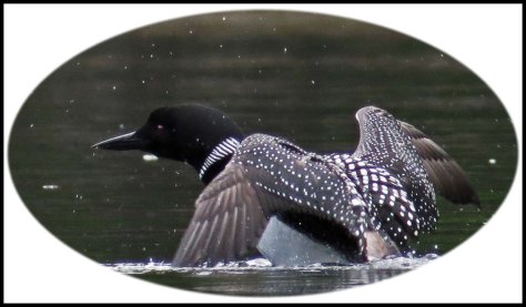 WallaceBightLoonJun2018-33