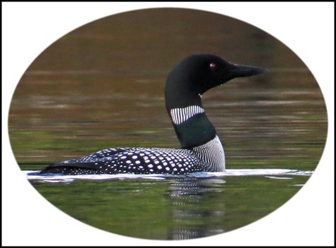 WallaceBightLoonJun2018-34