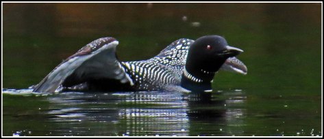 WallaceBightLoonJun2018-IMG_5544_edited-1