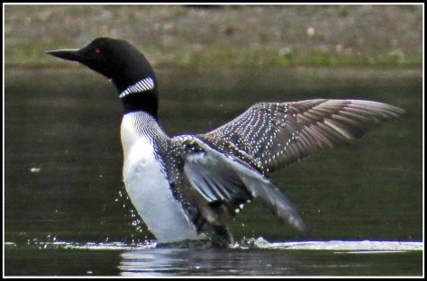 WallaceBightLoonJun2018-IMG_6035_edited-1