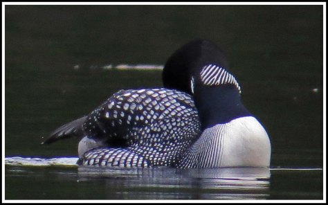 WallaceBightLoonJun2018-IMG_6073_edited-1