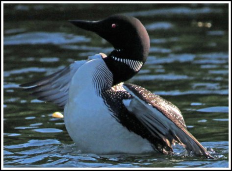 WallaceBightLoonJun2018-IMG_6139_edited-1