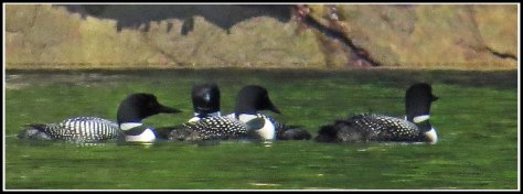 WallaceBightLoonsJul2018-IMG_9997_edited-1