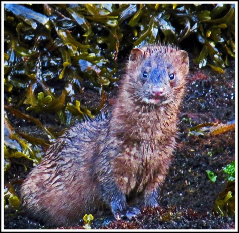 WallaceBightMinkJul2018-IMG_9834_edited-1