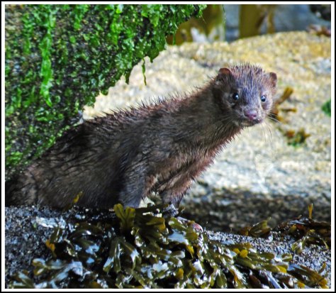 WallaceBightMinkJul2018-IMG_9854_edited-1