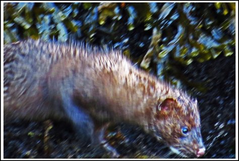 WallaceBightMinkJul2018-