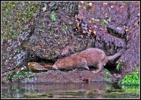 WallaceBightMinkJun2p018-IMG_5230_edited-1