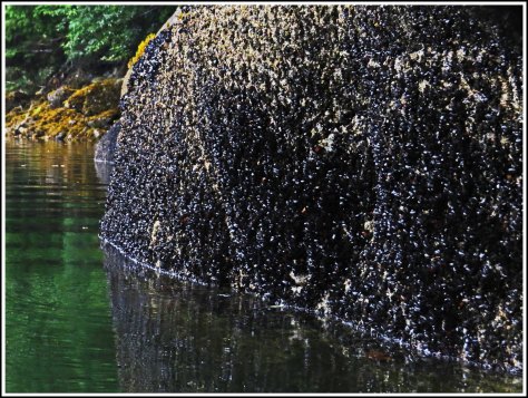 WallaceBightMusselsJul2018-IMG_6475_edited-1