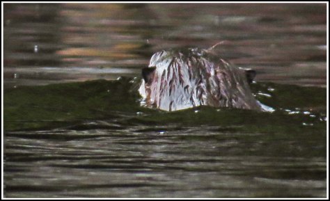 WallaceBightOtterJun2018-IMG_5502_edited-1
