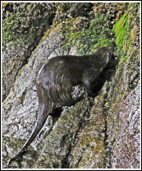 WallaceBightOtterJun2018-IMG_5505_edited-1