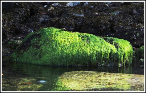 WallaceBightRocksJul2014-IMG_9873_edited-1