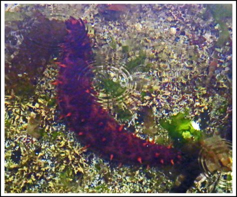 WallaceBightSeaCucumberJun2018-IMG_4871_edited-1