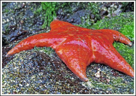 WallaceBightSeaStarJun2018-IMG_4817_edited-1