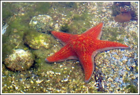 WallaceBightSeaStarJun2018-IMG_4867_edited-1