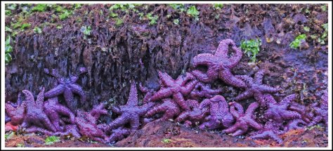 WallaceBightSeaStarJun2018-IMG_4915_edited-1