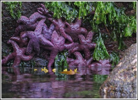 WallaceBightSeaStarsJun2018-IMG_4897_edited-1