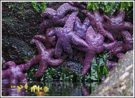 WallaceBightSeaStarsJun2018-IMG_4911_edited-1