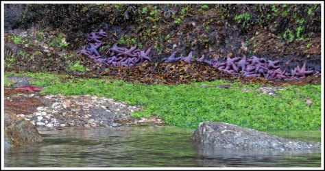 WallaceBightSeaStarsJun2018-IMG_4924_edited-1