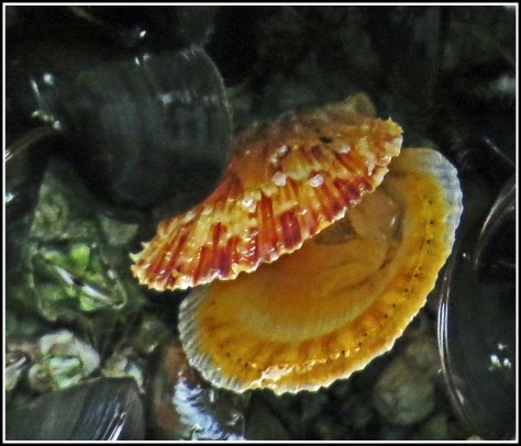 WallaceBightShellJul2018-IMG_6485_edited-1