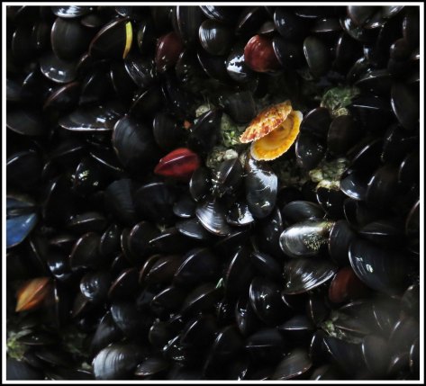 WallaceBightShellsJul2018-IMG_6482_edited-1