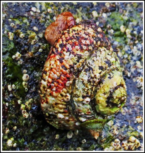 WallaceBightSnailJun2018-IMG_5341_edited-1