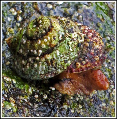 WallaceBightSnailJun2018-IMG_5359_edited-1