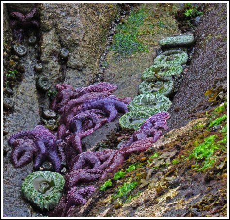 WallaceBightStar-IMG_5792_edited-1