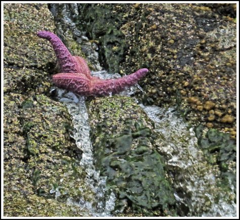 WallaceBightStarJun2018-IMG_5123_edited-1