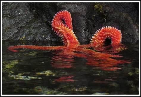 WallaceBightStarJun2018-IMG_5828_edited-1