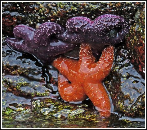 WallaceBightStarsJun2018-IMG_5362_edited-1