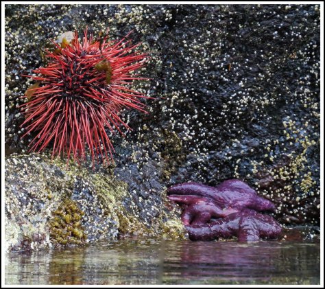 WallaceBightUrchinandSeaStars-IMG_4930_edited-1