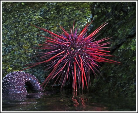 WallaceBightUrchinJul2018-IMG_9879_edited-1