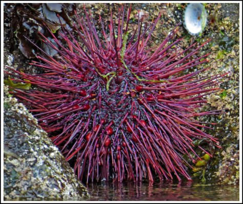 WallaceBightUrchinJun2018-IMG_5104_edited-1