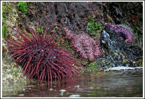 WallaceBightUrchinStarsWaterfallJun2018IMG_5134_edited-1