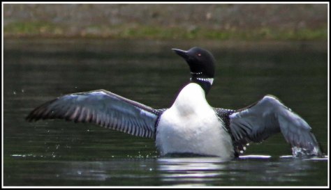 WlalaceBightLoonJun2018-IMG_6034_edited-1